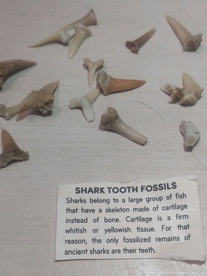 Shark teeth collectible new, set of 16 pieces