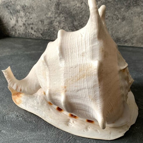 Large shell used