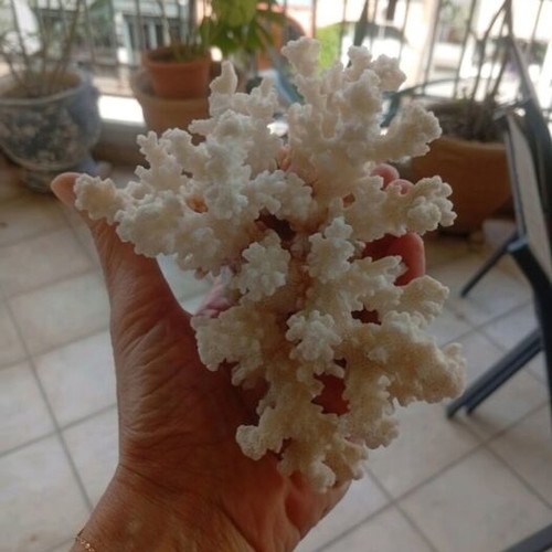 Natural coral Pocillopora verrucosa on driftwood base, like new