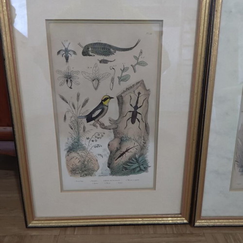 Set of 3 vintage natural history prints in gold frames
