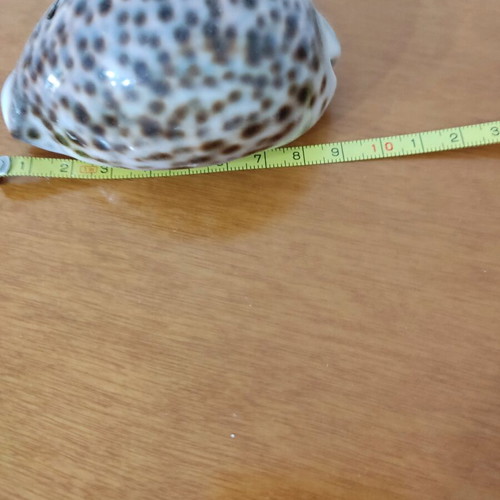 Natural Cyprus tiger shells new, set of 2 pieces