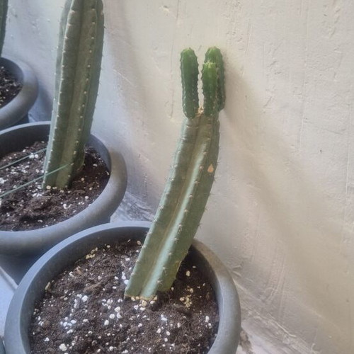 San Pedro cactus authentic, various sizes, new
