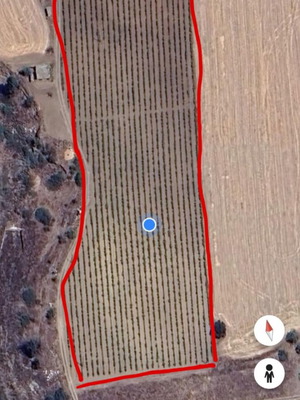 Agricultural land with vineyard in Koutalas, Corinth, 19700 sqm
