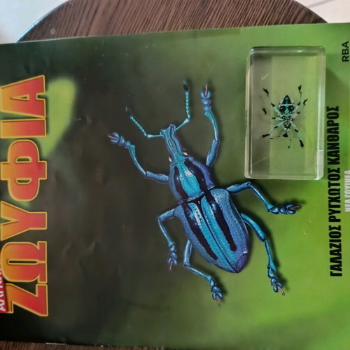 Real Bugs Issue 9 used