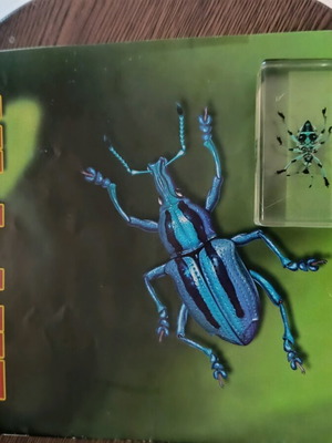 Real Bugs Issue 9 used