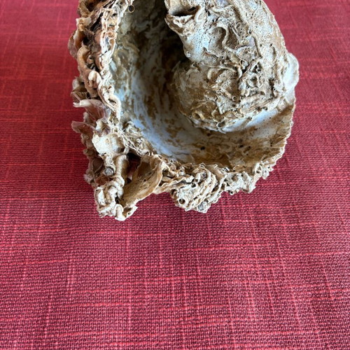 Shell with fossils like new, large natural 19x14 cm