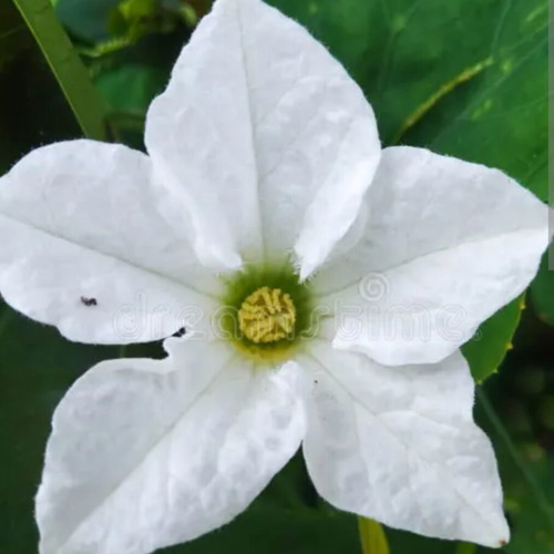 Coccinia grandis edible tropical vine new