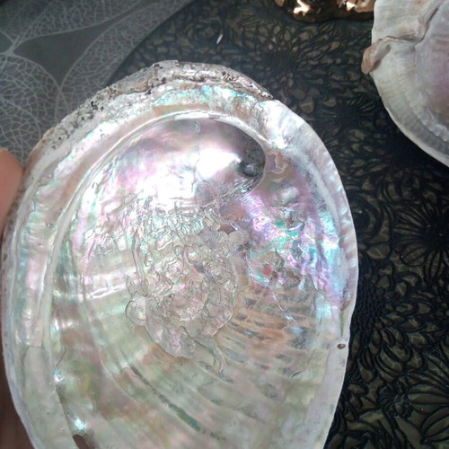 Natural abalone shell mother-of-pearl like new, large size 12.7 cm, iridescent
