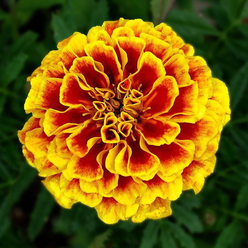 Tagetes marigold seeds large flowers yellow orange