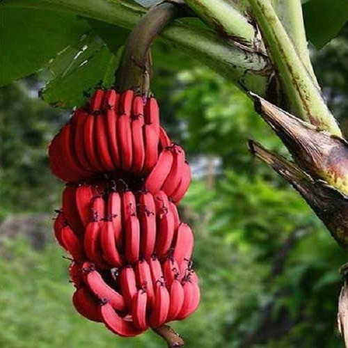 Musa acuminata Red Dacca red banana seeds, pack of 20