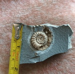 Fossil shell used on shale stone