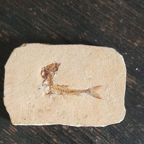 Fish fossils used, set of 2 pieces