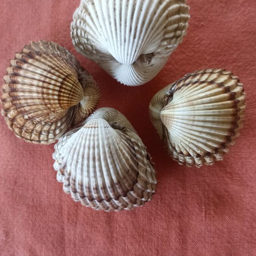Natural Double Cockle Shells Set of 4 Acanthocardia, like new