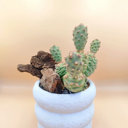 Mini desert landscape with Tephrocactus articulatus, new