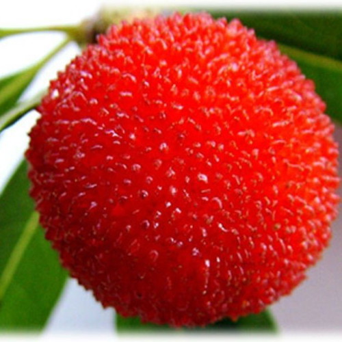 Myrica Rubra Chinese Mulberry Seeds like new for cultivation