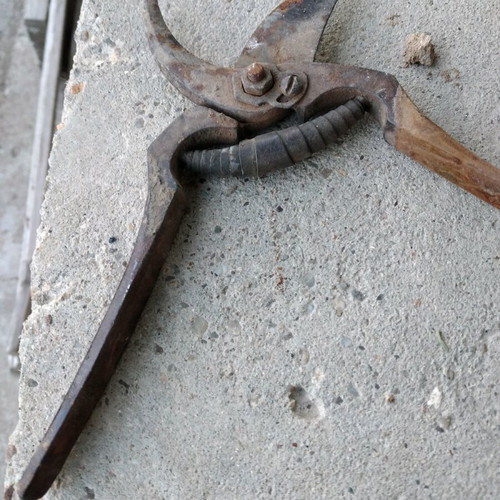 Grape pruning shears used, over 60 years old