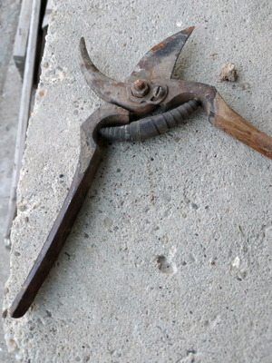 Grape pruning shears used, over 60 years old