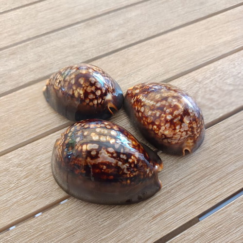 Mauritia Mauritiana Seashells Set of 3 Large Collectible