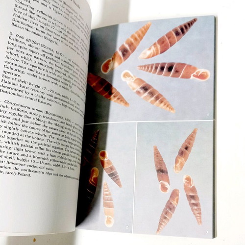 A Field Guide in Colour to Molluscs by Václav Pfleger like new