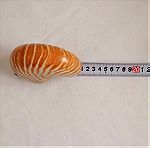  ΚΟΧΥΛΙΑ Sea Shell Fossil Snail Orange White 11cm