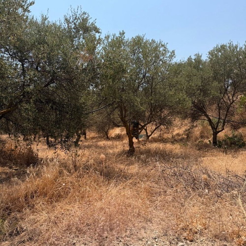 Koroneiki olive trees used, pack of 300