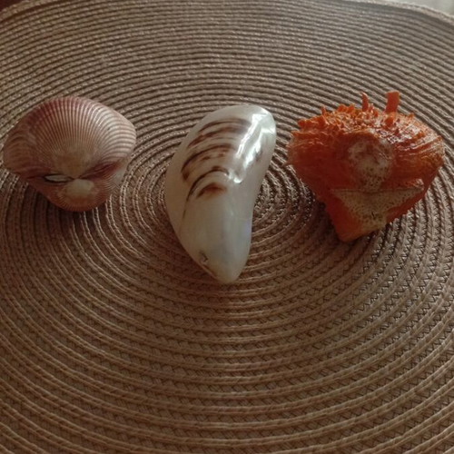 Set of 3 closed shells Spondylus, Cowrie and Scallop like new