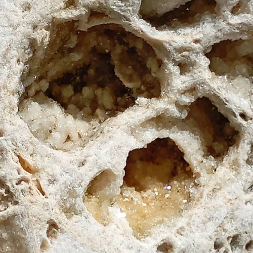 Fossilized coral used