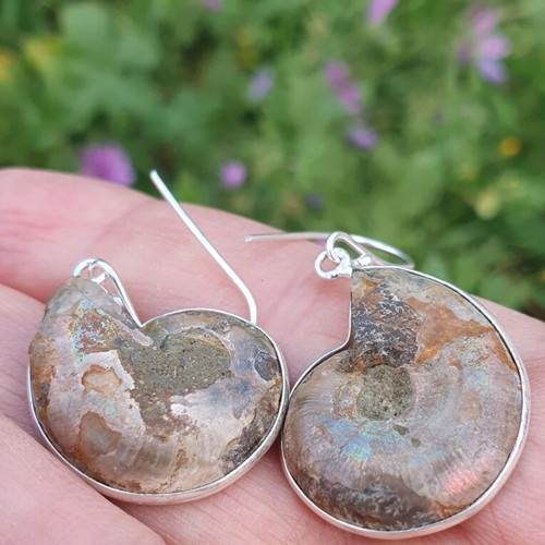 Ammonite slice earrings new, silver plated 925 sterling