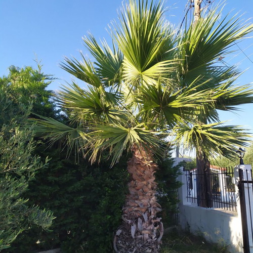 Palm trees new, set of 2, 3 meters tall