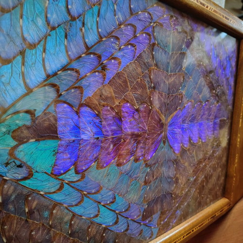Serving tray 1950s with Morpho butterflies, used