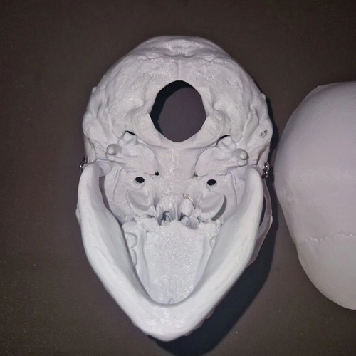 Plastic human skull like new, accurate replica with 3 detachable parts