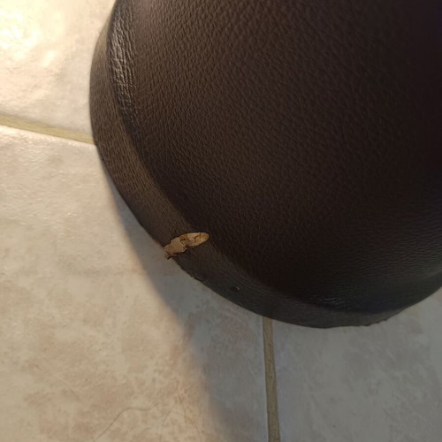 SAZ 370A doumbek drum with case