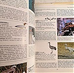  DISCOVERING BIRDS, βιβλίο για τα πουλιά