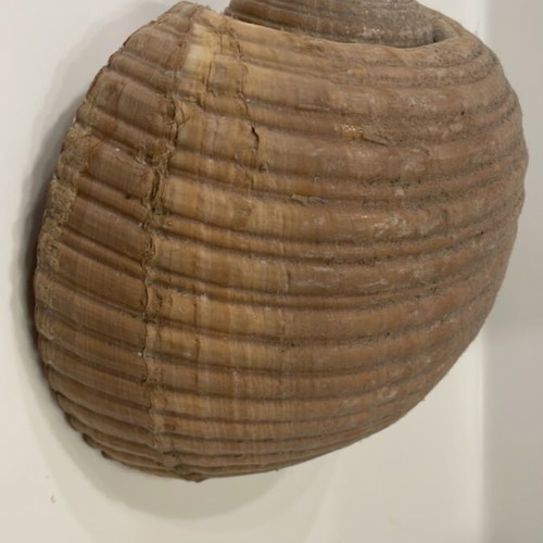 Tonna Galea shell new, 13x16x19cm unprocessed