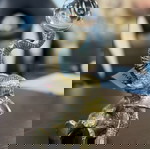  Διακοσμητικός Ελέφαντας Με Μπάλα 14x12x20cm Clear-Gold Inart