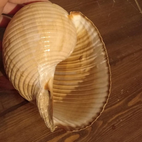 Natural shell large size like new