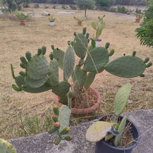 Prickly Pear Cactus in Pot, Like New, Medium Size 0.8m-1m Height
