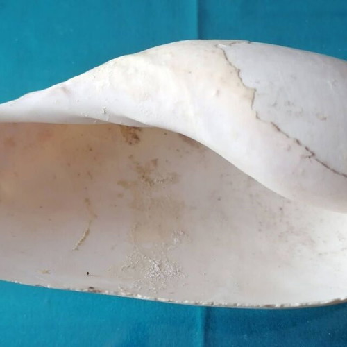 Medium Seashell #1 used