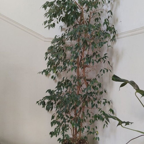 Ficus Benjamina 2.5 Meter Tall Like New Indoor Plant