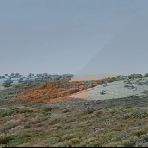 Αγροτεμάχιο 4483,5 τ.μ. οικοδομήσιμο στην Αμμουλιανή Χαλκιδικής