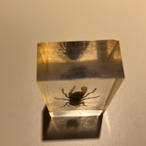 Wasp in resin used, De Agostini insect collection