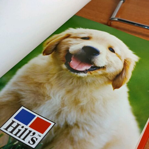 Puppies Alison Jones used book