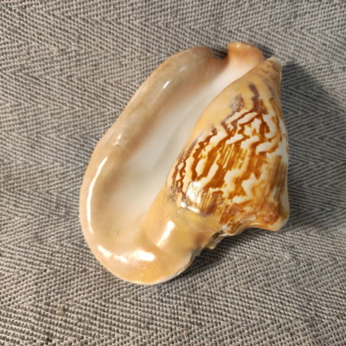 Strombidae seashell like new, 15x12x7cm