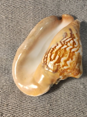 Strombidae seashell like new, 15x12x7cm