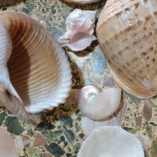 Seashells used, assorted pack with minor damages