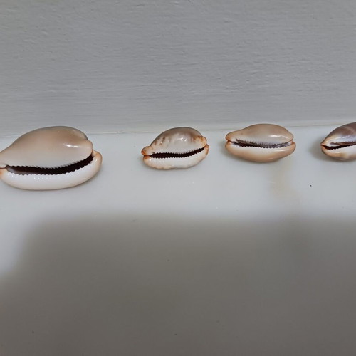 Lurida cowries set of 4, shiny, new