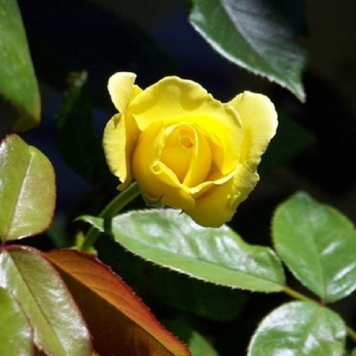 Yellow Rose Exotic Flowering Plant Seeds, pack of 25