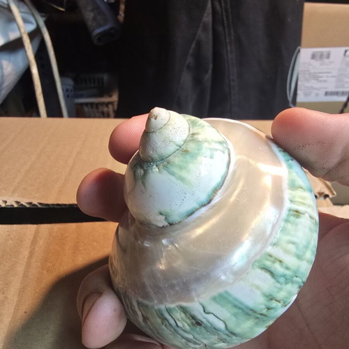 Turbo Marmoratus (Green Turban) polished seashell, 7.5cm