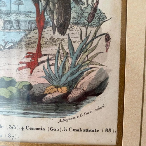 Antique 1856 Engraving like new with birds and insects