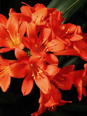 Σπόροι Clivia Miniata σαν καινούργιοι, 20 τεμάχια για εντυπωσιακή ανθοφορία